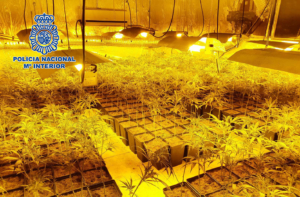 La Policía Nacional se incautó de nada más y nada menos que 4.500 plantas de marihuana y cinco kilos de cogollos.