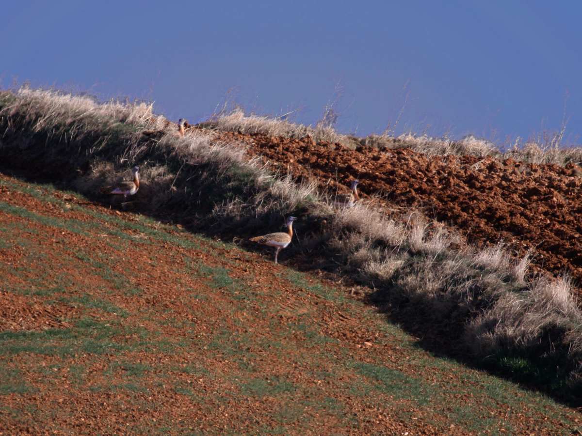 Avutardas, una de las aves esteparias, en una imagen de archivo