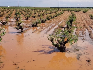 Una tormenta de granizo en San Clemente desbarató algunas viñas