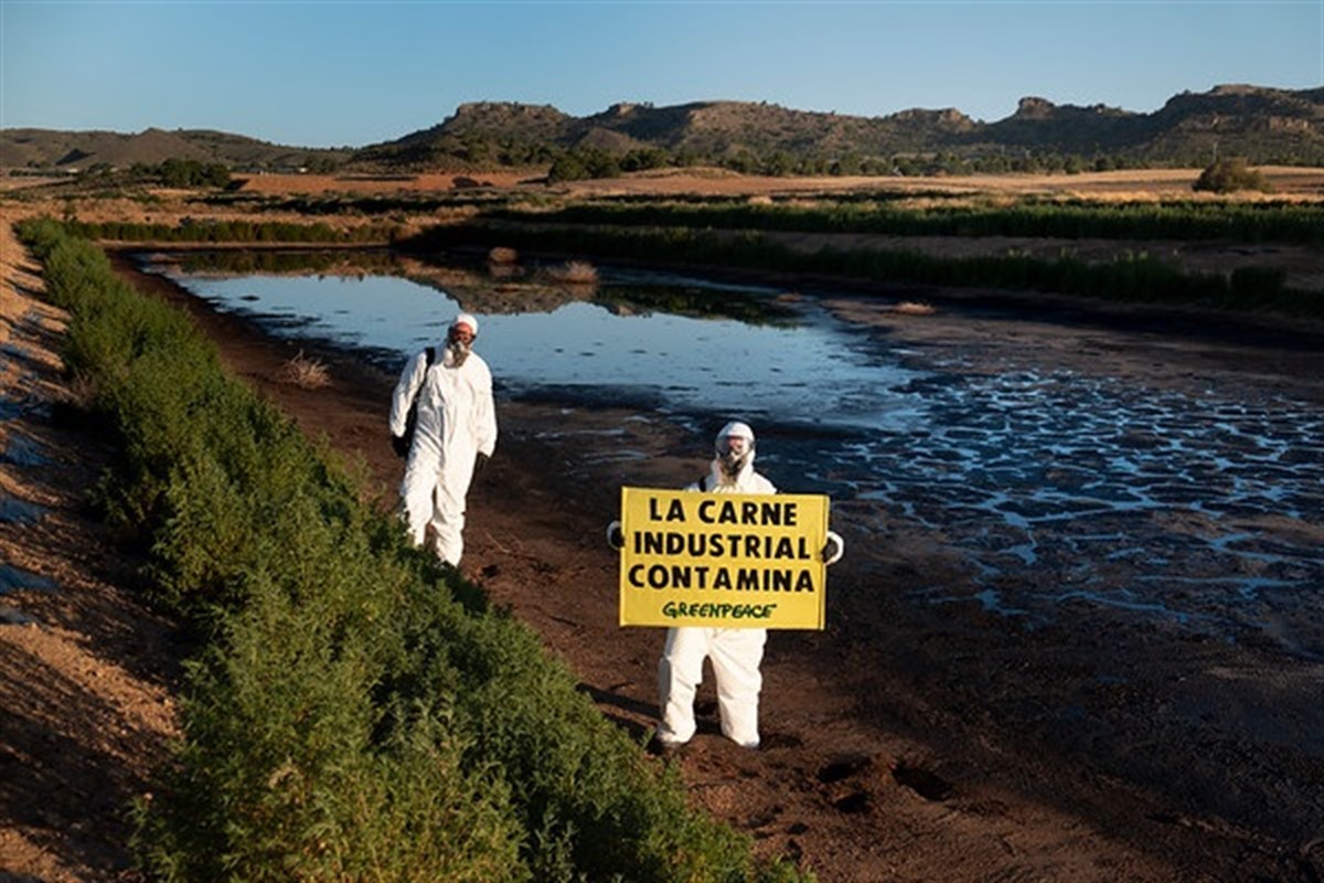 Activistas de Greenpeace en la macrogranja de Hellín.