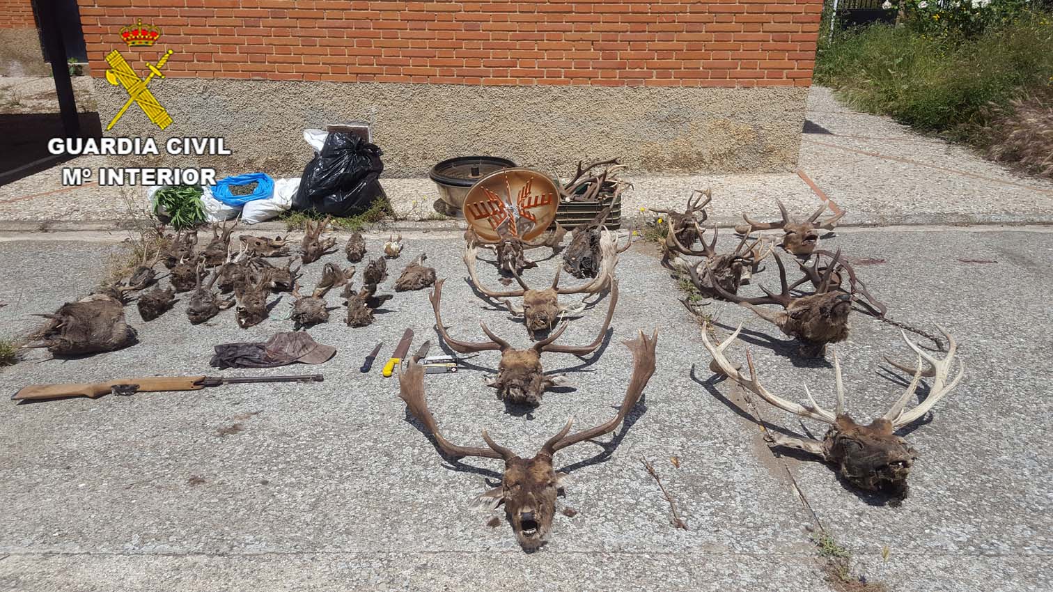 Los trofeos de caza que hallaron en la casa del detenido por furtivismo en Retuerta del Bullaque