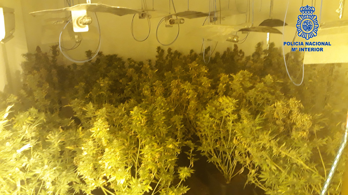 Plantación de marihuana descubierta en una vivienda de Hellín.