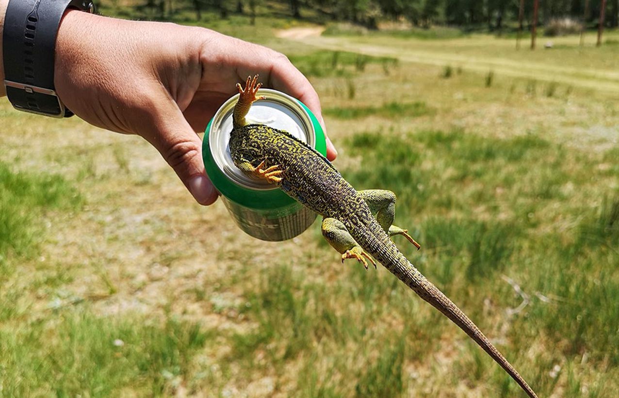 La lata que fue la trampa para un lagarto en la Serranía de Cuenca.