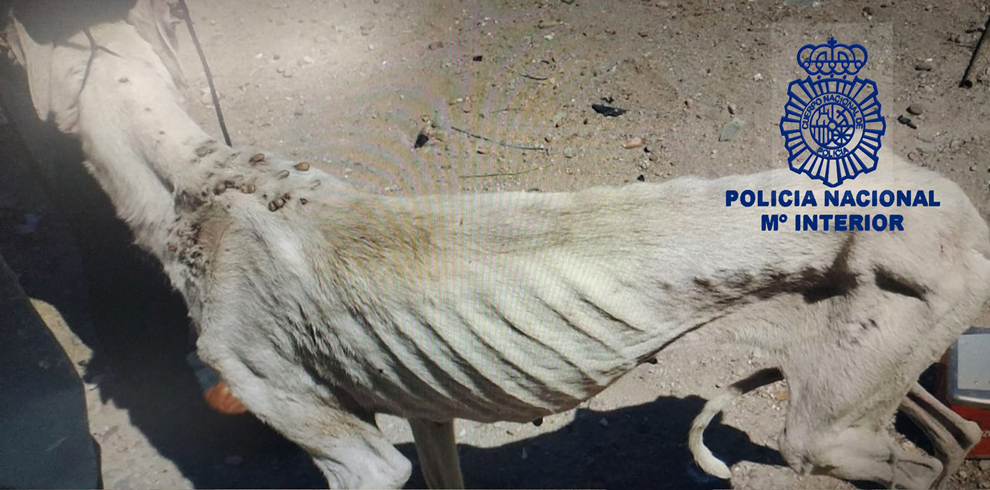 Uno de los galgos desnutridos y llenos de garrapatas que estaban a punto de morir.