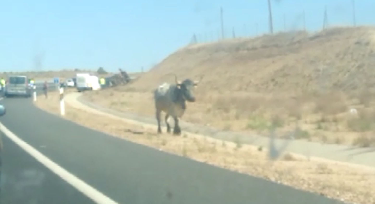 Uno de los mansos sueltos por la autovía TO-21.