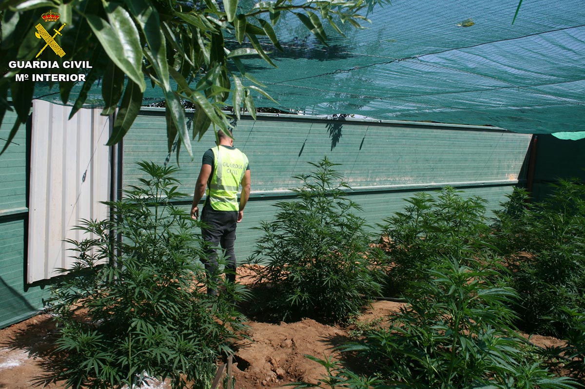 Plantación de marihuana en Arcas (Cuenca)