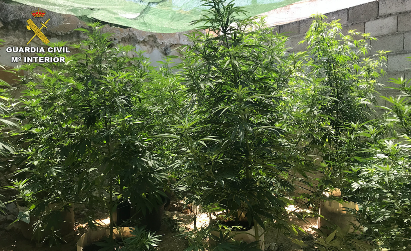 Había en total 21 plantas de marihuana en un corral de Saelices y han sido detenidos un hombres y una mujer.