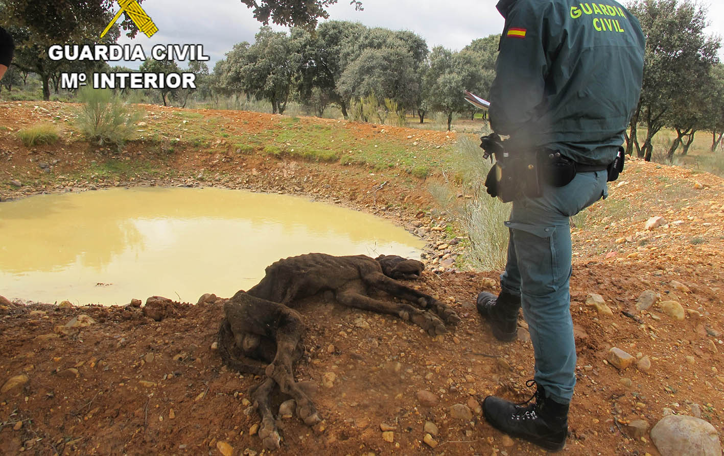 La imagen habla por sí misma: el pobre animal fue abandonado a su suerte, que fue morir.