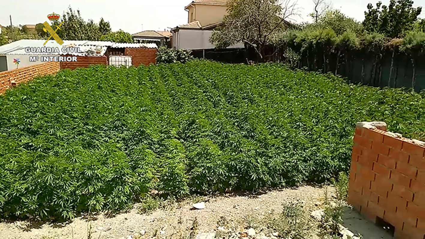 La plantación de marihuana estaba al aire libre y dentro de una urbanización que está en una calle sin salida.