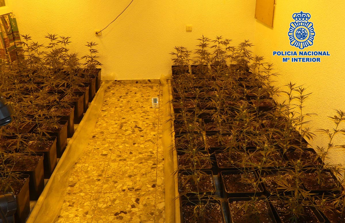 Centro de cultivo de marihuana localizado en Nambroca.