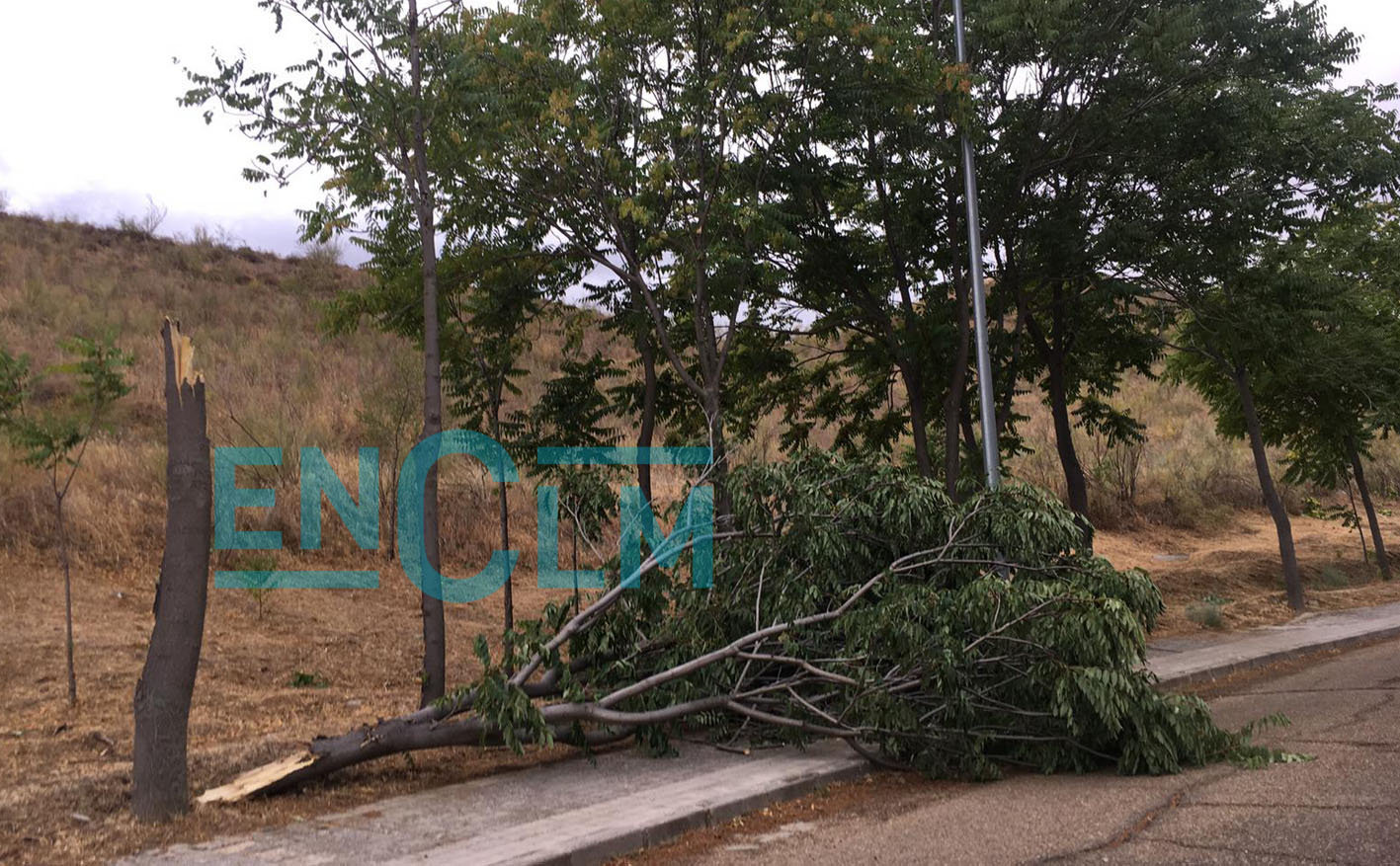 Una de las ramas caídas durante la tormenta de hoy en la ciudad de Toledo.