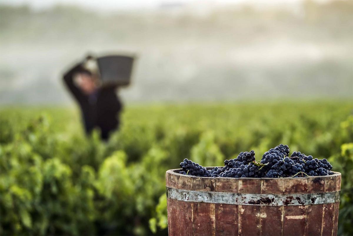 Asaja previene de las estafas a los viticultores