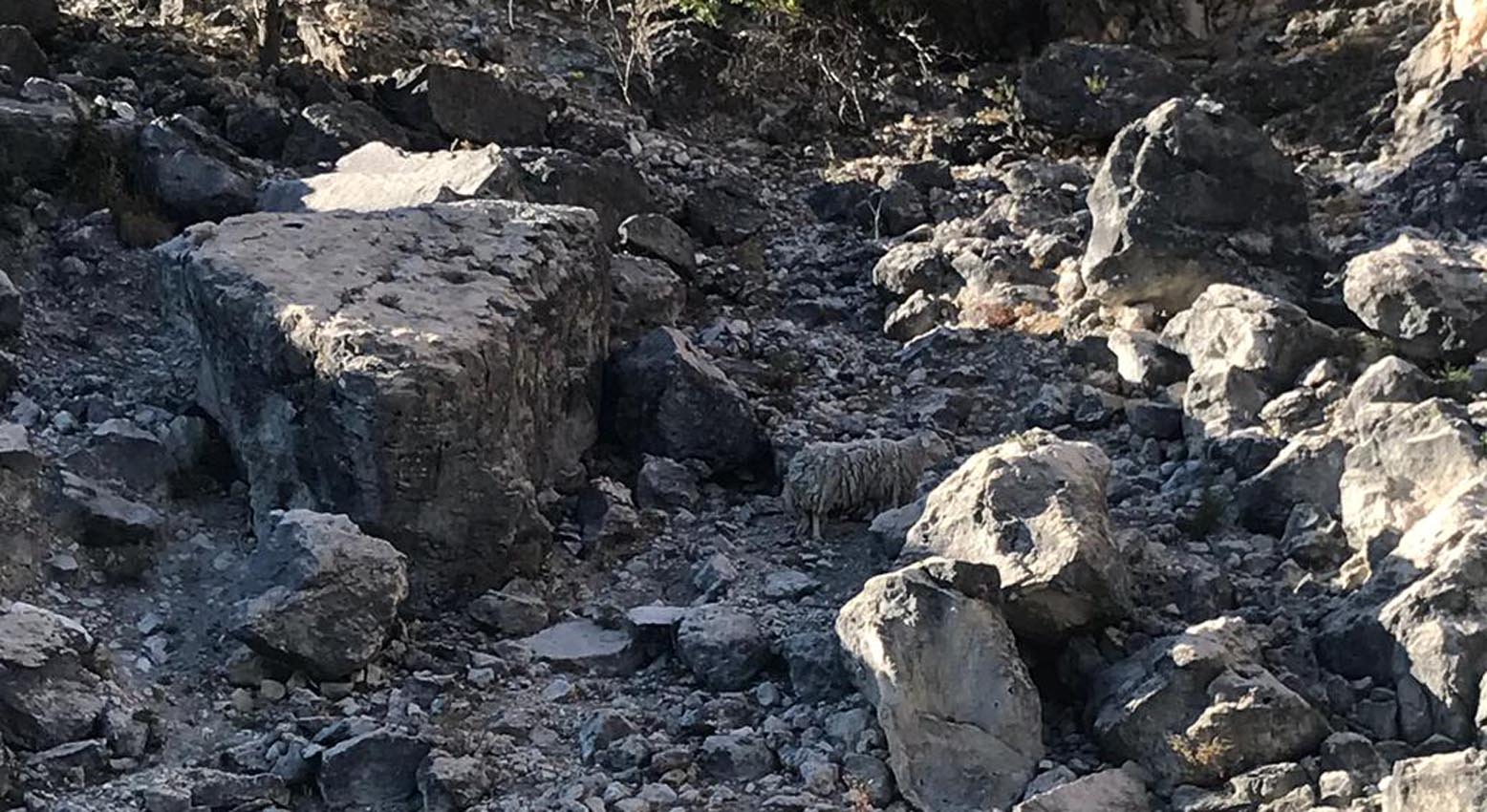 La oveja náufraga de Entrepeñas campando a sus anchas por la isla del Castillejo, de la que es ama y señora desde hace casi una década.