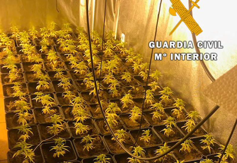 Plantas de marihuana incautadas en Nambroca.