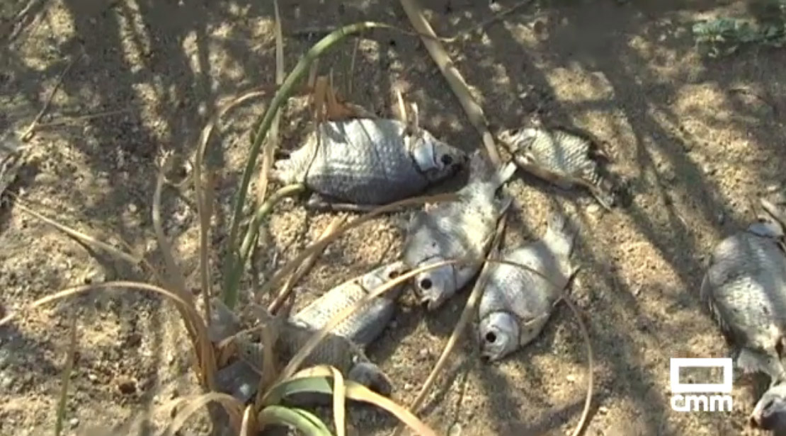 Peces muertos encontrados en el embalse de Guajaraz. Foto: Noticias CMM.