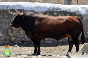 Uno de los toros de la ganadería Cebada Gago que participarán en Villaseca de la Sagra