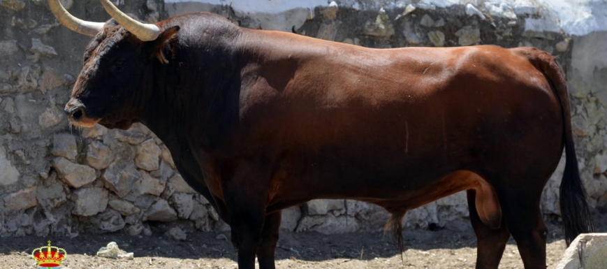 Uno de los toros de la ganadería Cebada Gago que participarán en Villaseca de la Sagra