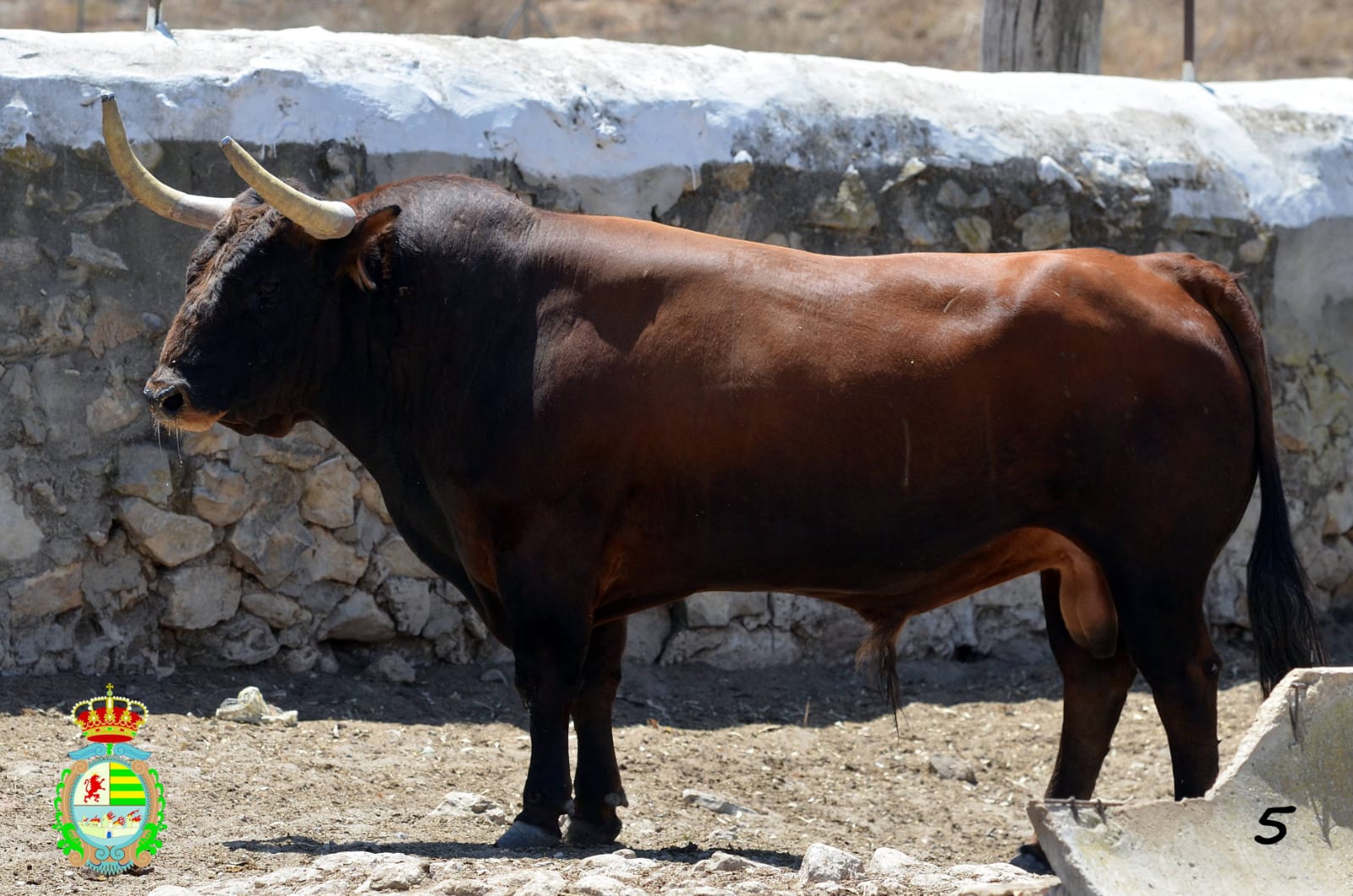 Uno de los toros de la ganadería Cebada Gago que participarán en Villaseca de la Sagra