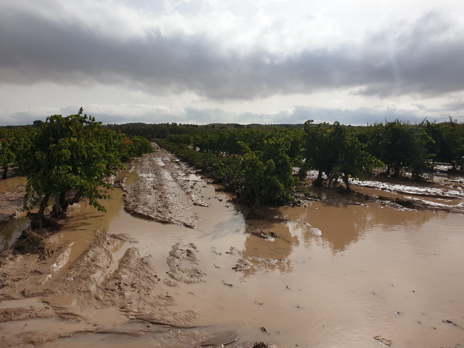 almansa Uno de los viñedos dañados por las inundaciones.