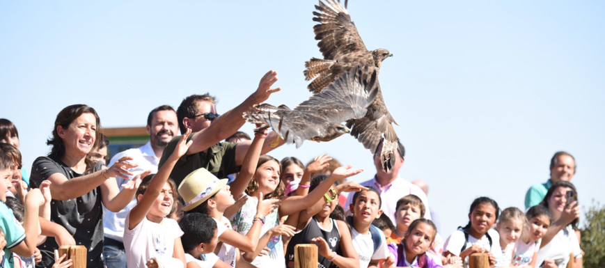 En total se han liberado una decena de aves.