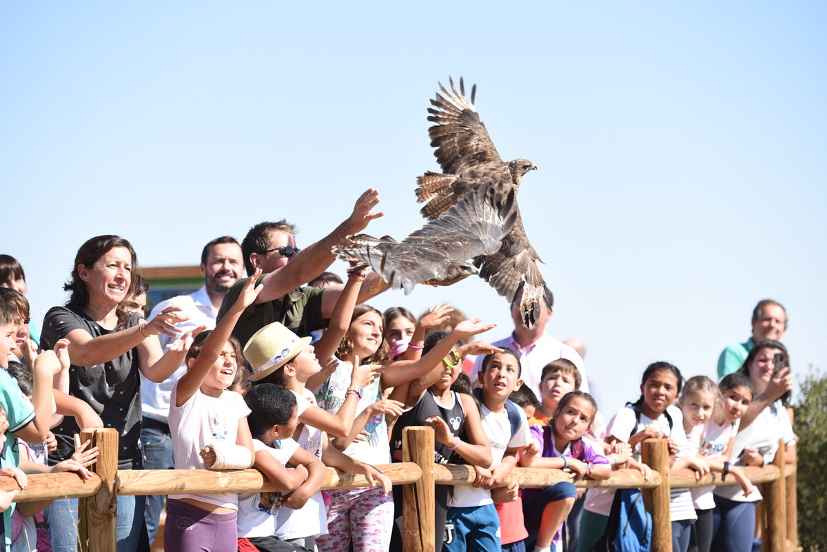 En total se han liberado una decena de aves.