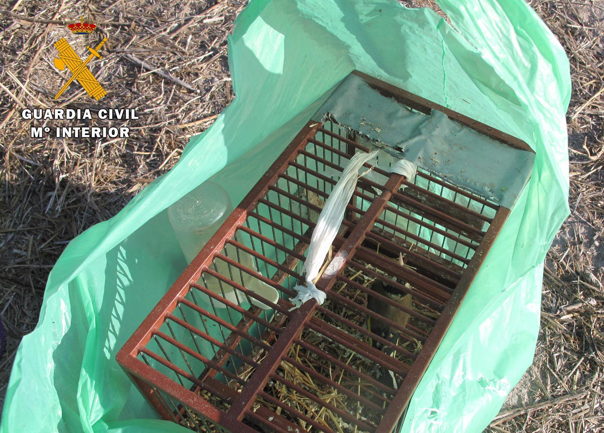 La jaula con dos jilgueros enjaulados usados para cazar otros dos en Albacete