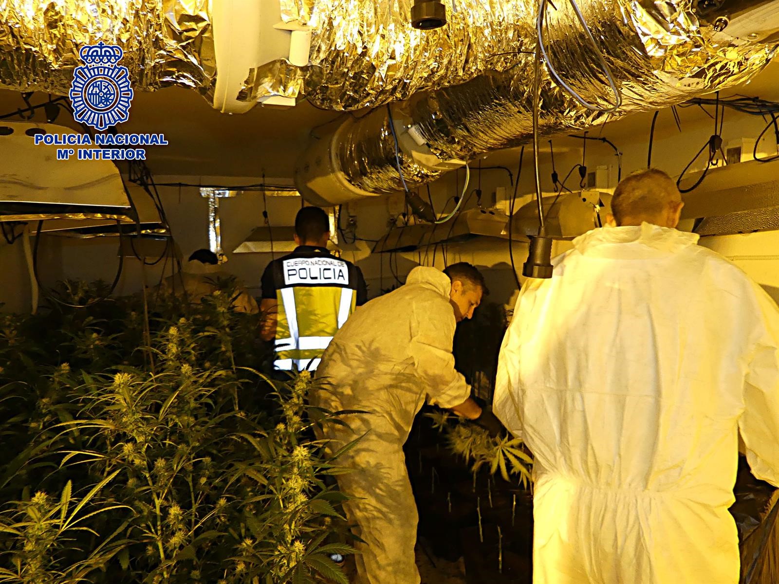 Laboratorio de marihuana desmantelado en Nambroca (Toledo).