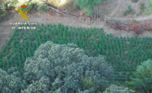 La marihuana estaba plantada en una zona de muy difícil acceso.