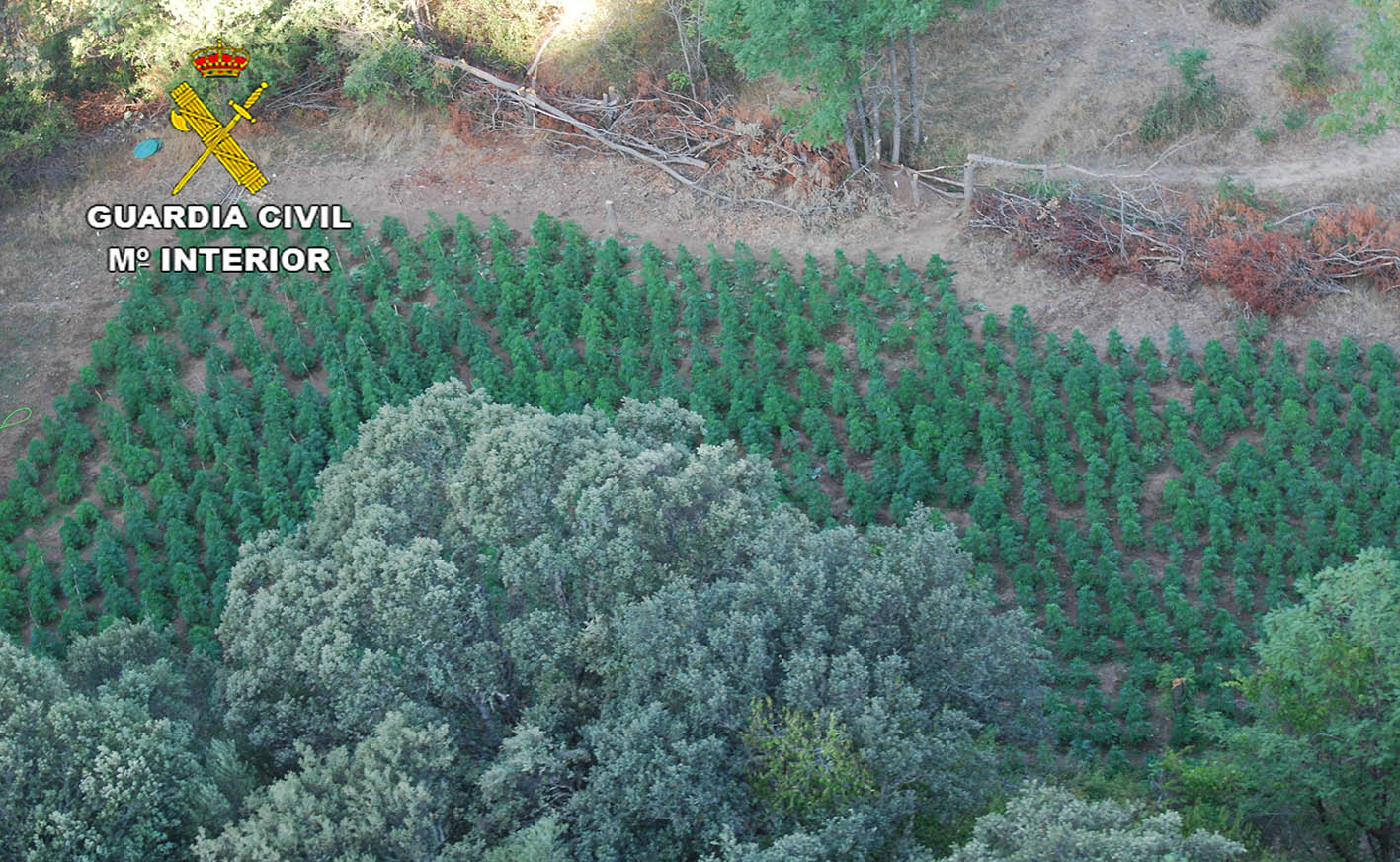 La marihuana estaba plantada en una zona de muy difícil acceso.