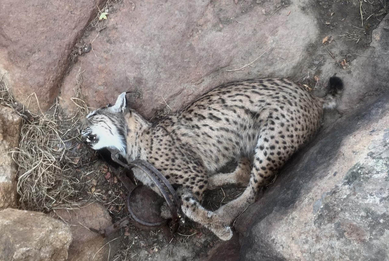 Uno de los linces muerto en los Montes de Toledo.