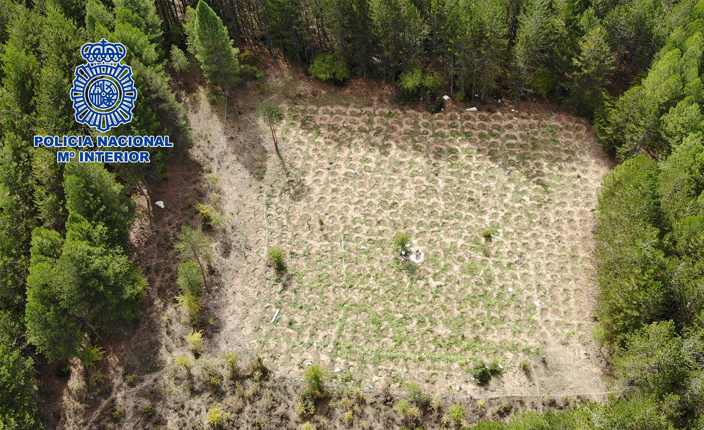 Los más de 2.000 kilos de plantas y cogollos de marihuana estaban ocultos en el parque, solo se podía acceder a esa zona a pie y tras caminar durante media hora.