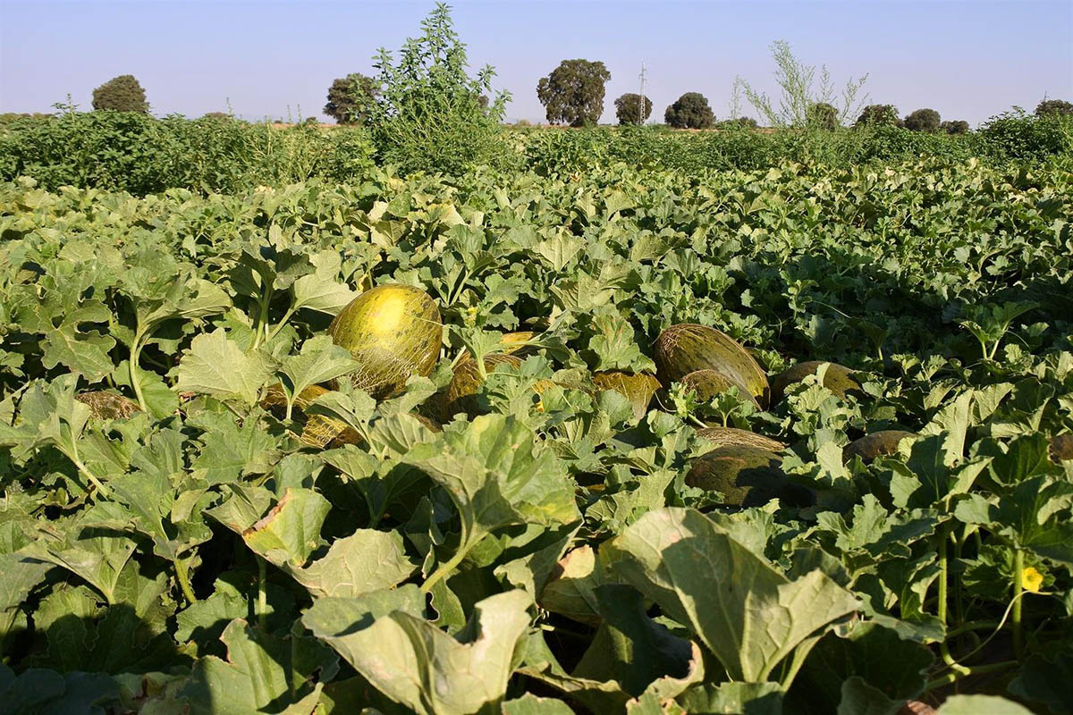 Melones, agricultura, campo