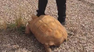 Tortuga de 25 kilos hallada en una rotonda de Ciudad Real.
