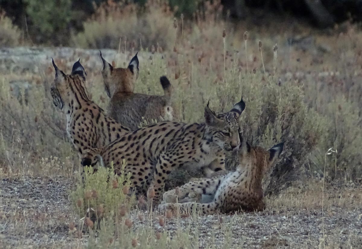 Dos linces más han muerto en las carreteras de CLM este noviembre