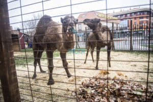 El Belén con animales de Eurocaja Rural, en Toledo, ya se puede contemplar.