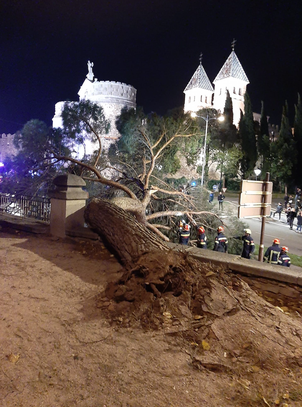 El árbol que cayó cerca de la puerta de Bisagra.