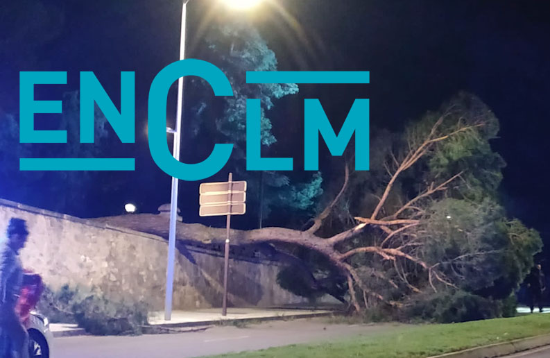 Imagen del árbol nada más caerse en el Paseo de la Vega, en Toledo.