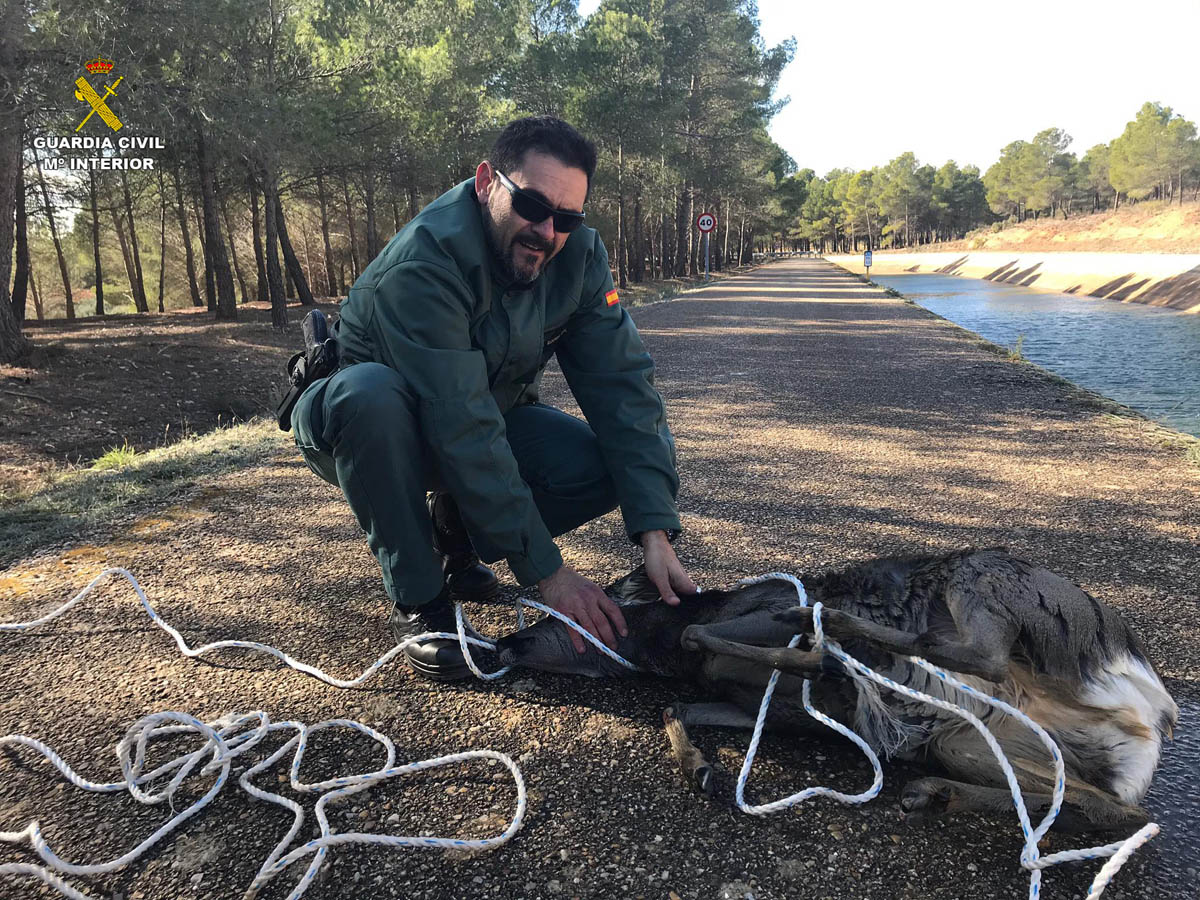 "El rescate no fue fácil, ya que se necesitó más de dos horas de brega hasta que los agentes consiguieron engancharlo,