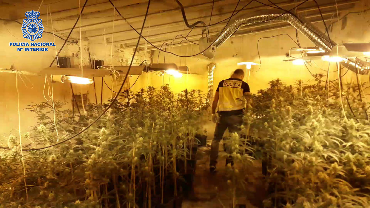 En el interior del inmueble, situado en el extrarradio de Talavera, había 401 plantas de marihuana en su fase final de crecimiento.