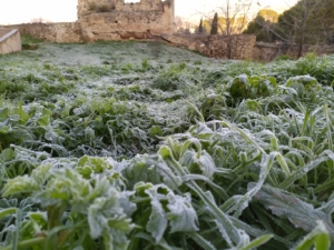 La escarcha está siendo un paisaje común en estos días de frío.