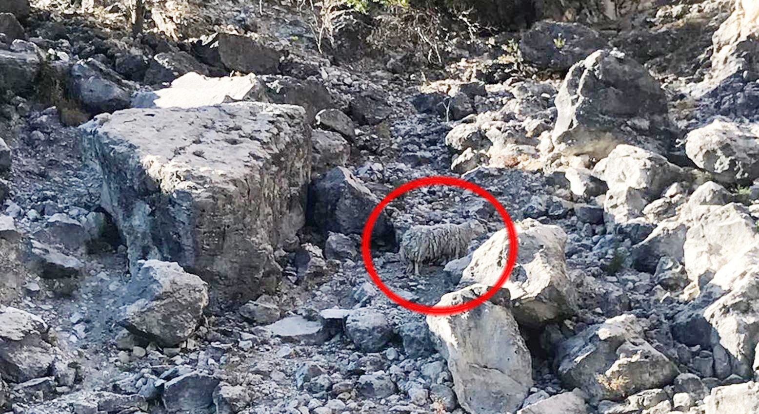 La oveja que ha vivido durante unos años como una náufraga en una de las islas del embalse de Entrepeñas ha muerto.