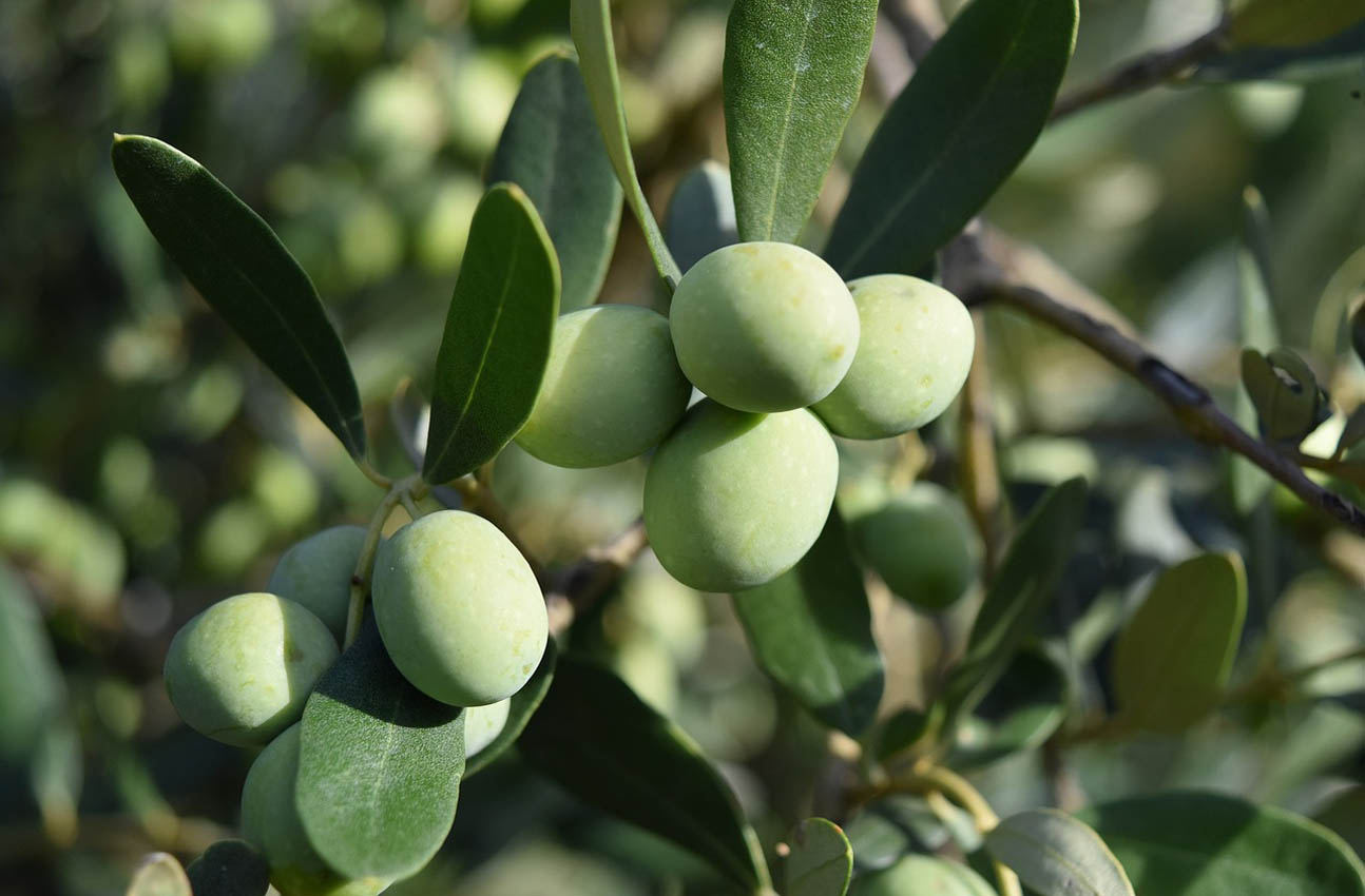 Mala campaña de aceite en Castilla-La Mancha.