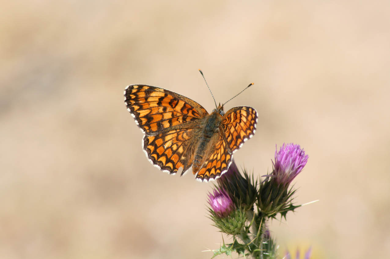 Una melitaea phoebe fotografiada en Vega del Codorno.