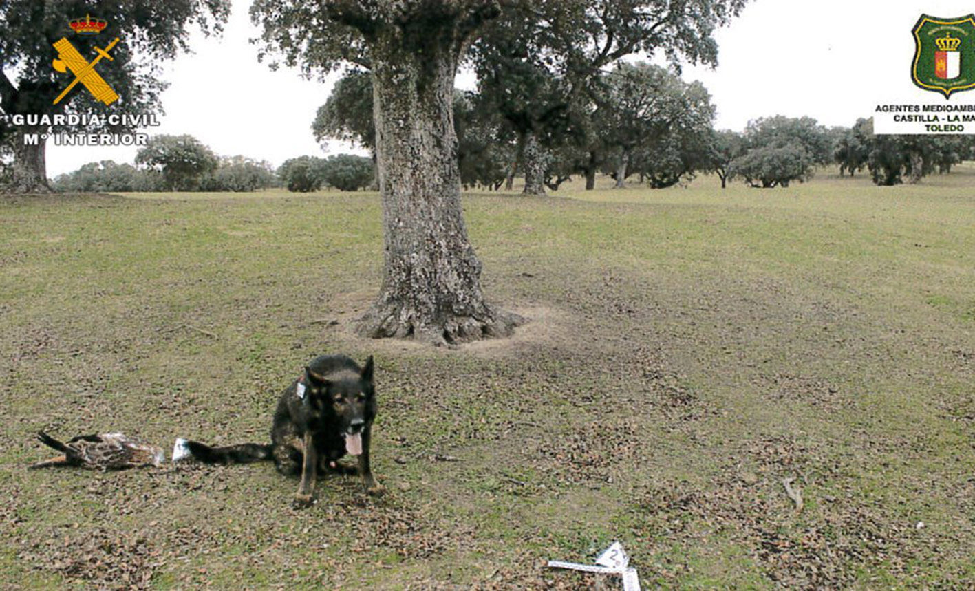 Uno de los perros de la Guardia Civil, especializados en la búsqueda de cebos envenenados, durante la actuación.