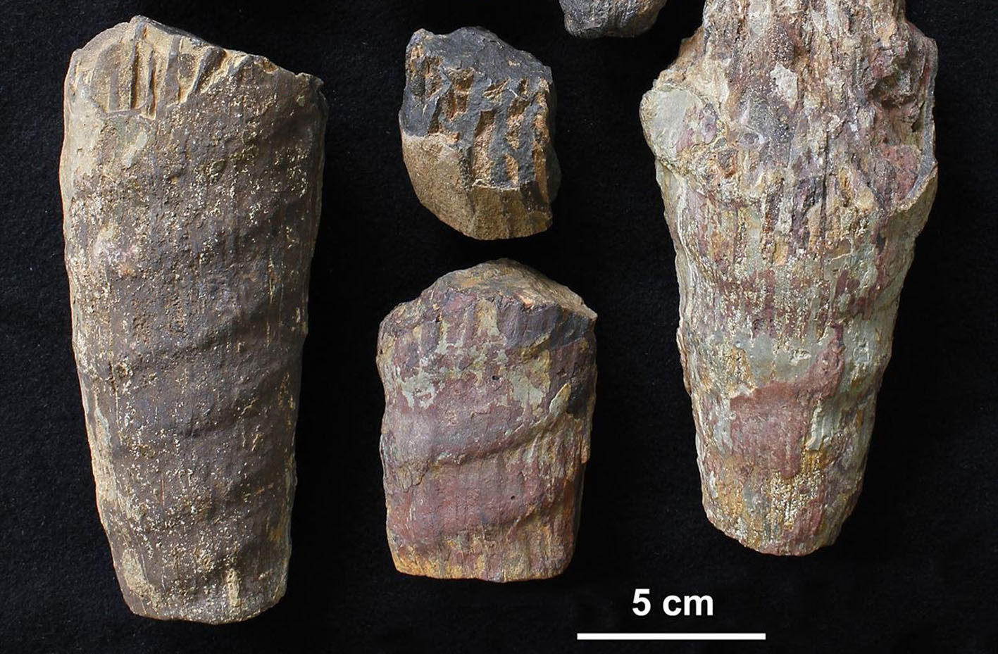 Cefalópodo fósil encontrado en el Parque Nacional de Cabañeos.
