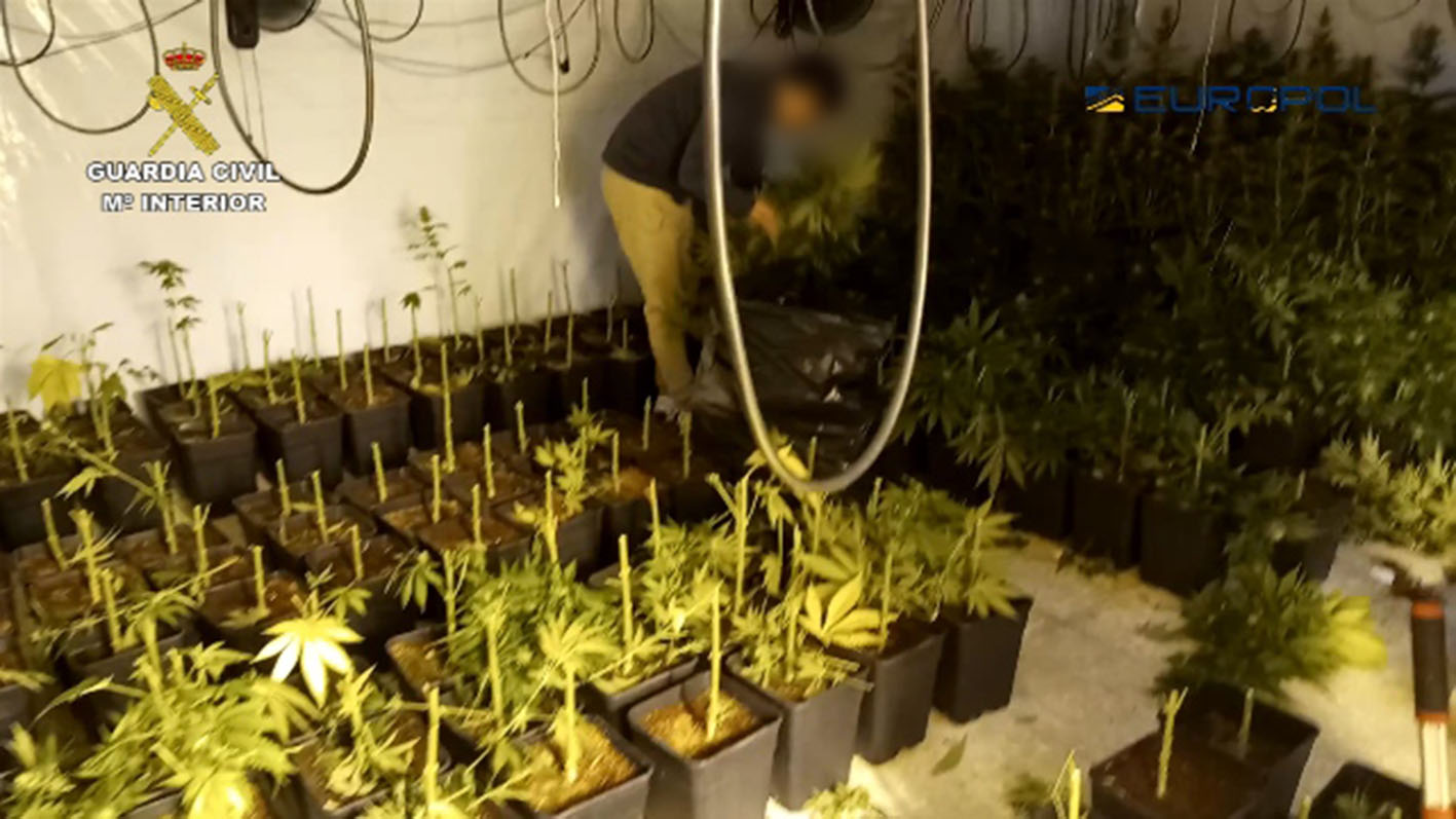 Parte de la marihuana incautada durante esta operación a escala internacional.