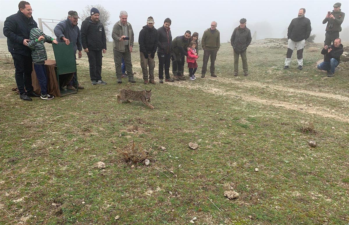 "Quejigo", lince ibérico suelto en Los Montes de Toledo