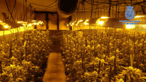 Cultivo de marihuana incautado en Argés.