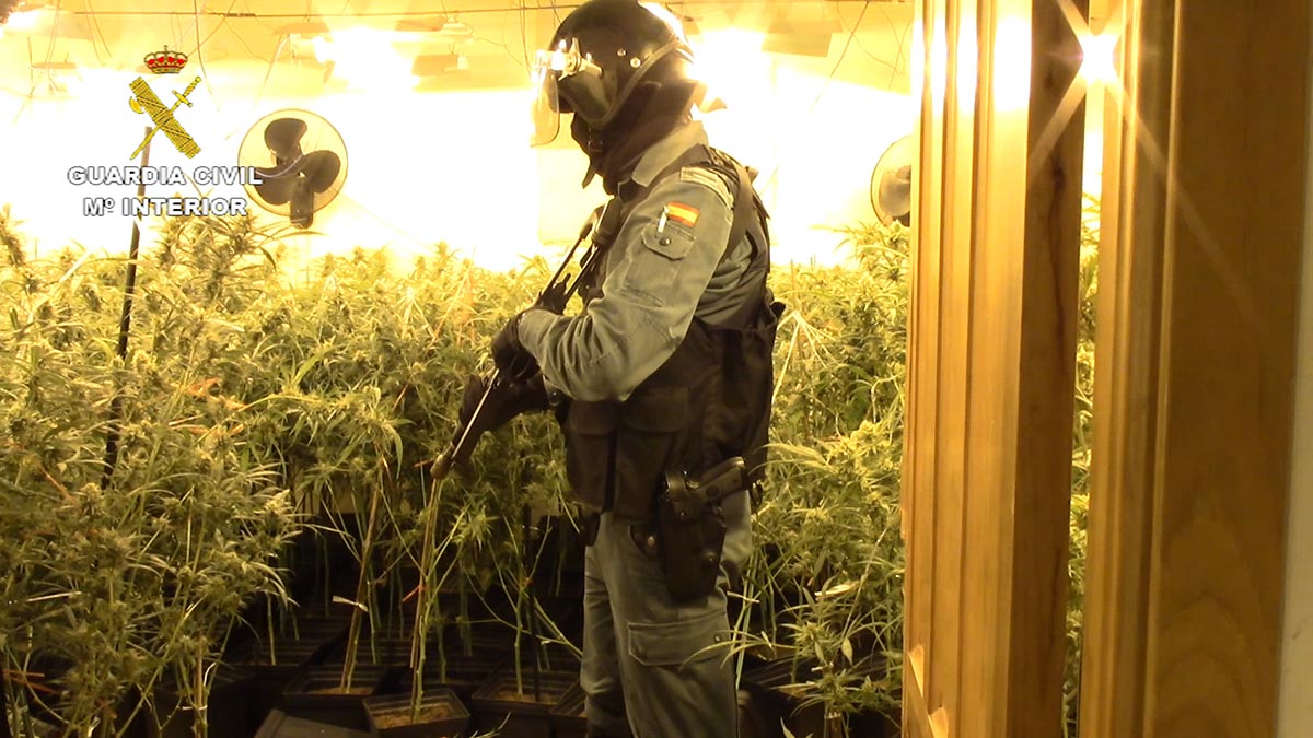 La Guardia Civil desmanteló una gran plantación de marihuana en Jadraque