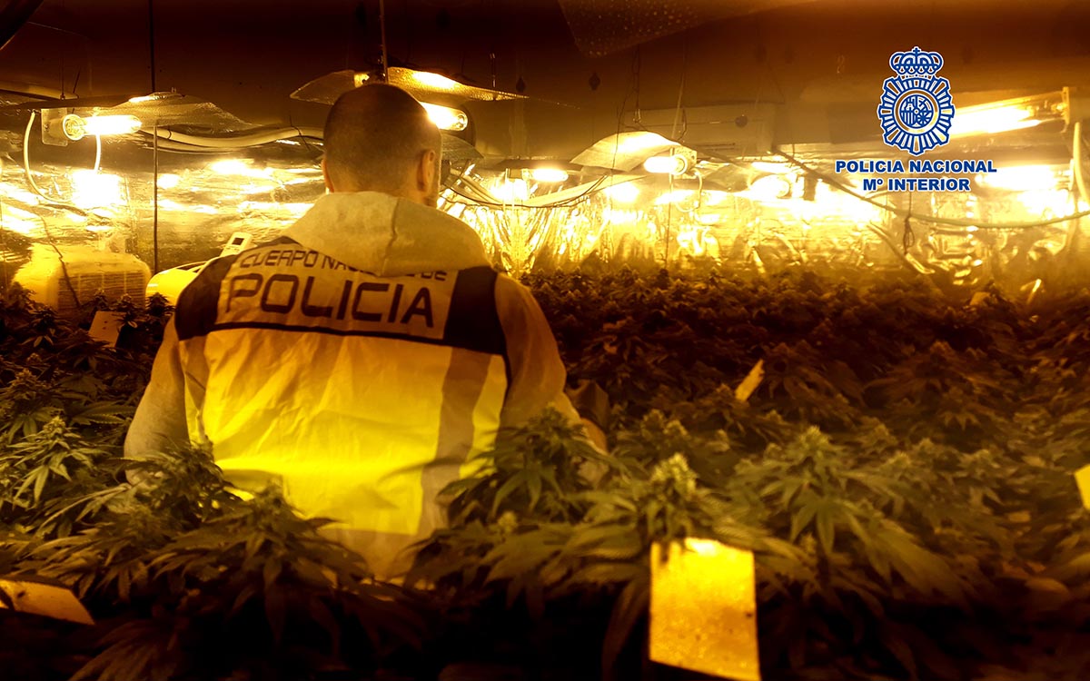 Una incautación de marihuana en la urbanización "La Almoheda", de Talavera